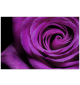 Purple Rose: Landscape